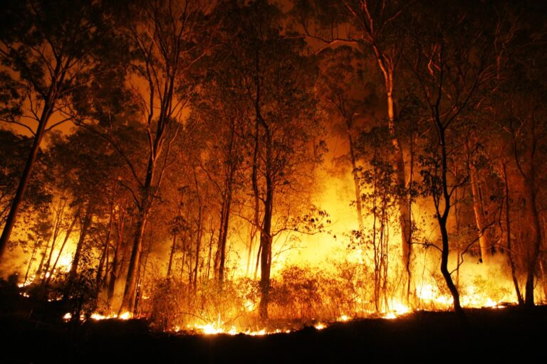 Calor intenso dos incêndios florestais pode transformar partículas do solo em cancerígenas, diz estudo