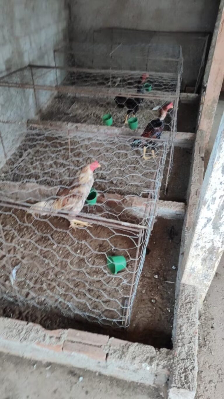 Operação fecha rinha de galos e apreende drogas e dinheiro em Sivanópolis