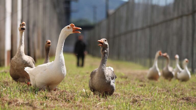 Gansos substituem cães para evitar fugas de detentos em presídio de Santa Catarina