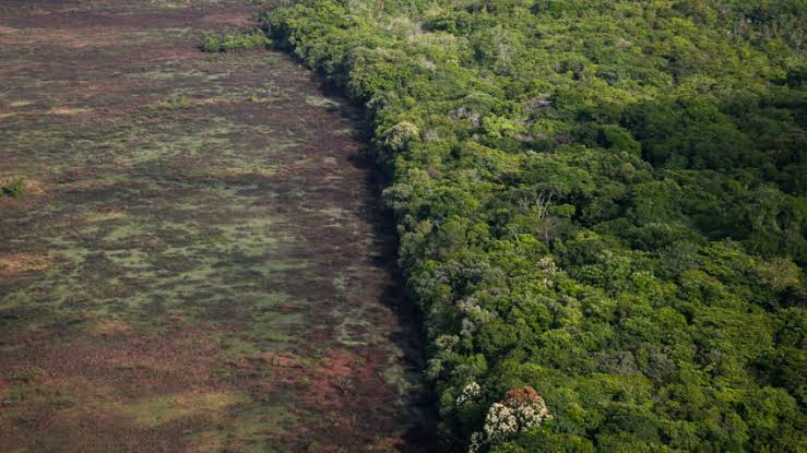 Amazônia perdeu 500 mil km² da floresta em 37 anos, aponta levantamento