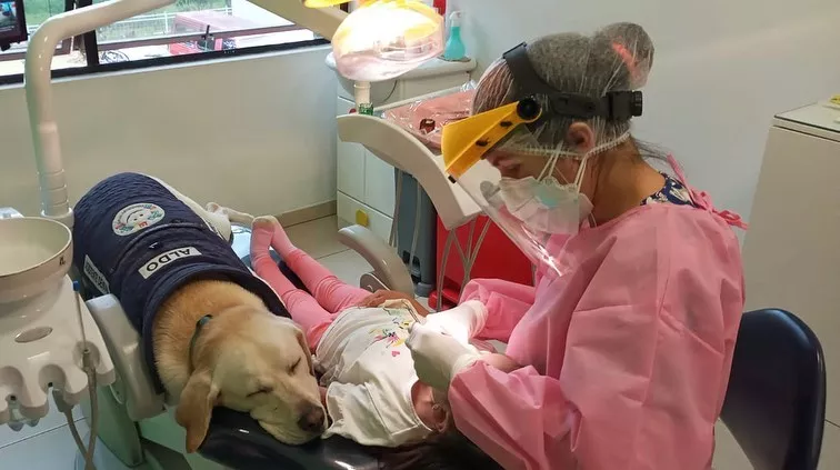 VÍDEO: Labrador “assistente” de dentista tranquiliza crianças em consultório, no Equador