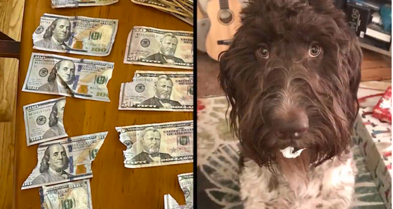 EUA: Cão come R$ 20 mil e tutores conseguem recuperar o dinheiro de forma inusitada