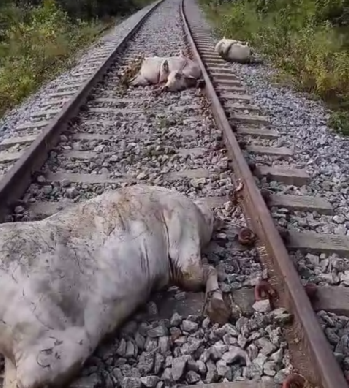 VÍDEO: Locomotiva atropela e mata mais de 10 bovinos em ferrovia no Tocantins