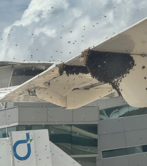 VÍDEO: “Nuvem de abelhas” cerca avião e atrasa voo em Natal