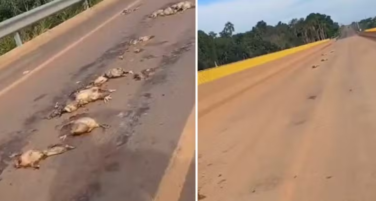VÍDEO: Centenas de aves aparecem mortas em rodovia no MT