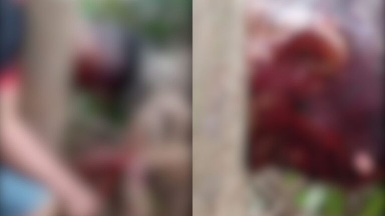 VÍDEO: Homem é encontrado morto com tiro na cabeça em meio a açaizeiros, no AM