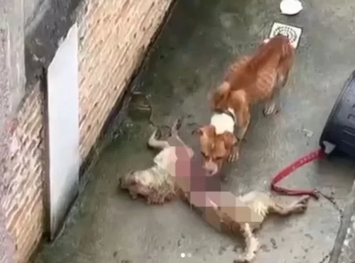 CANIBALISMO: Cães abandonados se alimentam de cachorro morto, em SP