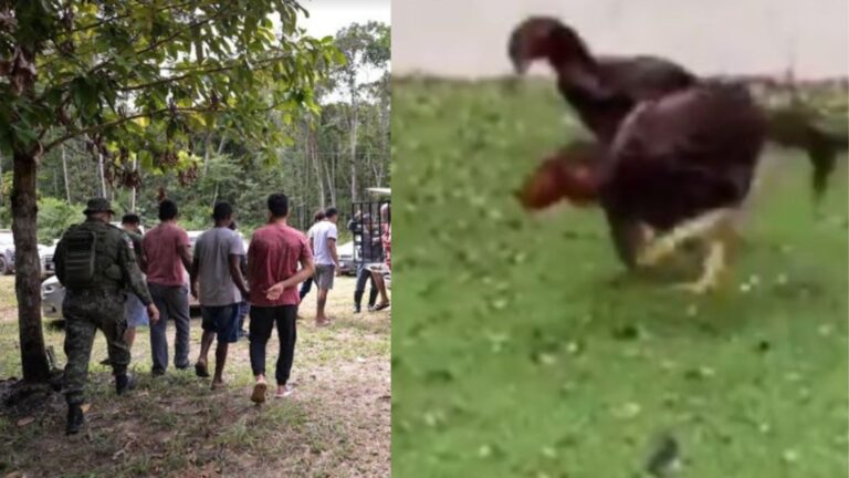 VÍDEO: ‘Fight dos galos’ é desmanchado pela Polícia Ambiental, na BR-174