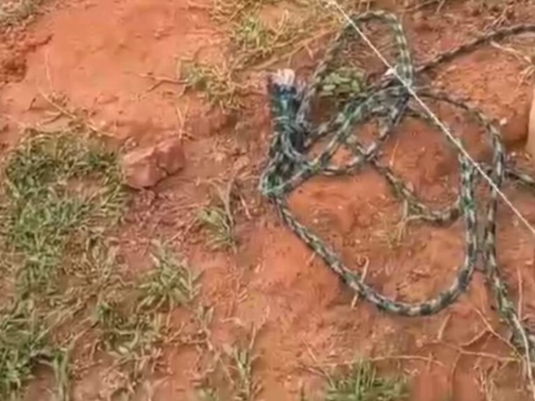 VÍDEO: Suposto ladrão de fios elétricos morre durante furto e fica pendurado em poste no AM