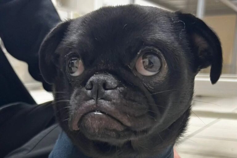 Cachorrinho da raça pug come 200g de elásticos de cabelo, na Inglaterra