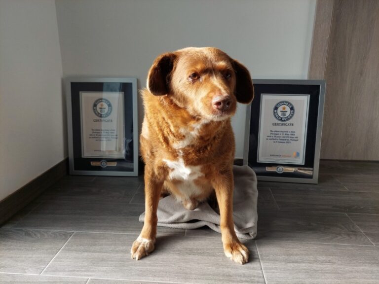 Título de “cachorro mais velho do mundo” é suspenso pelo Guinness World Records
