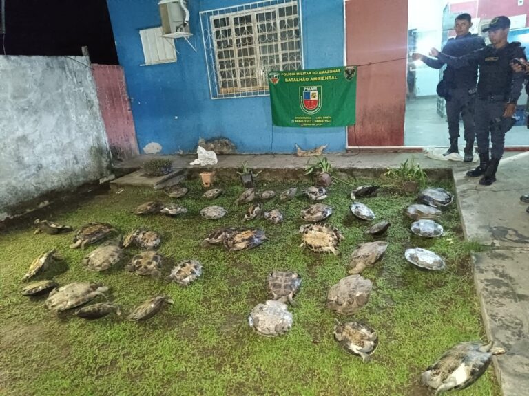 PM apreende 21 tabletes de drogas, 43 quelônios e carne de animais silvestres, no AM
