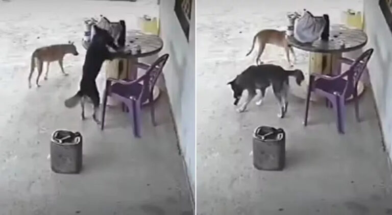 VÍDEO: "Cãodrilha" ataca no Ceará, vira-lata "rouba" celular e foge