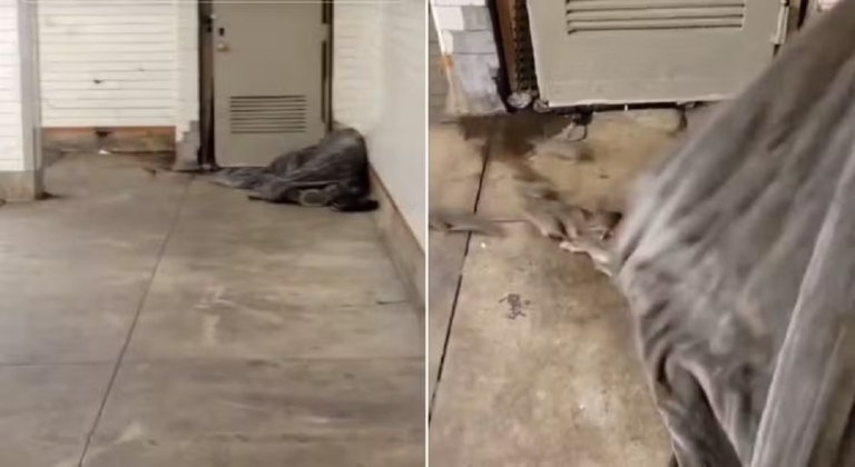 VÍDEO: Dezenas de ratos fogem do cobertor de sem-teto em NY
