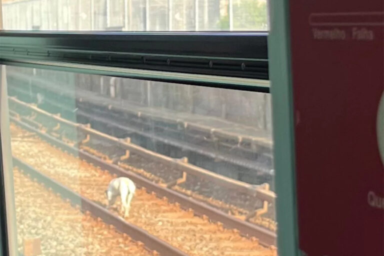 VÍDEO: Cachorro invade trilhos do metrô e provoca atrasos em SP