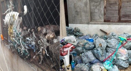 Em SP, irmãs são presas por maus-tratos a centenas de gatos