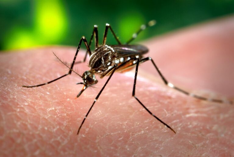 Governo de MG decreta situação de emergência por causa de dengue