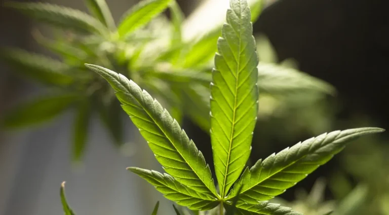 Alemanha vota PL para legalizar uso recreativo da maconha