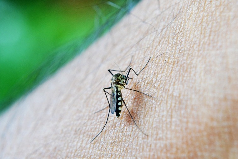Dengue: Brasil registra mais de 1 milhão de casos em 2024 e mortes chegam a 214
