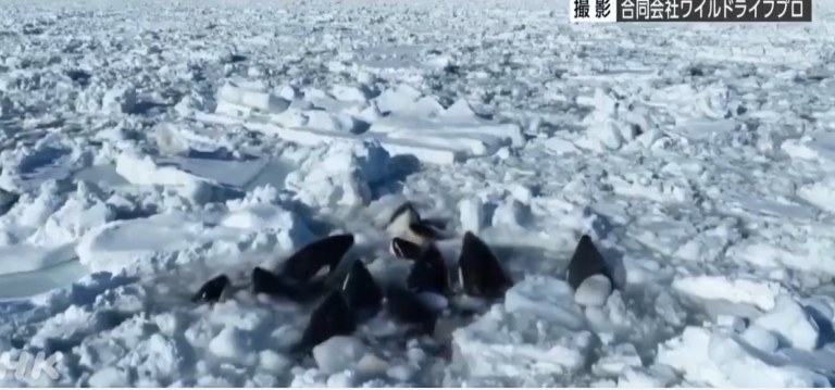 VÍDEO: Cercadas por gelo, orcas não conseguem se mover, no Japão