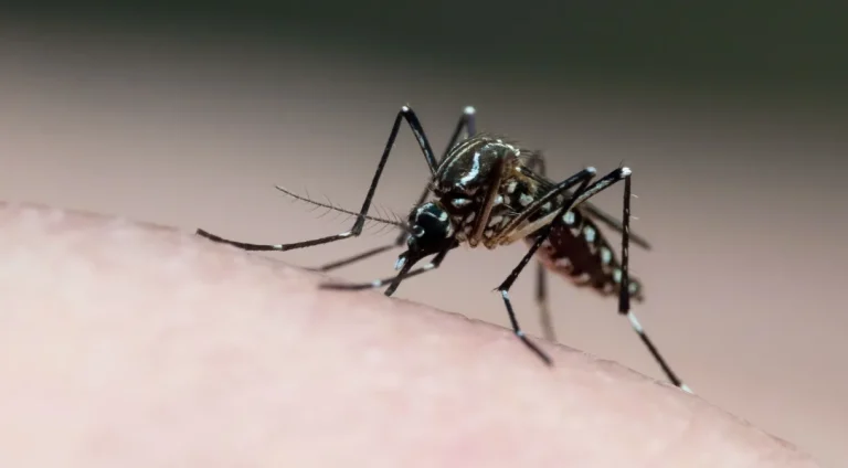 Peru declara emergência de saúde devido a dengue