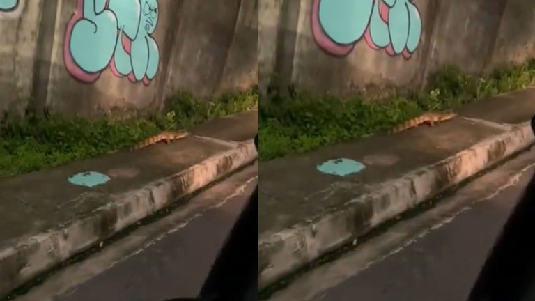 VÍDEO: Jacaré é flagrado passeando na Zona Oeste de Manaus