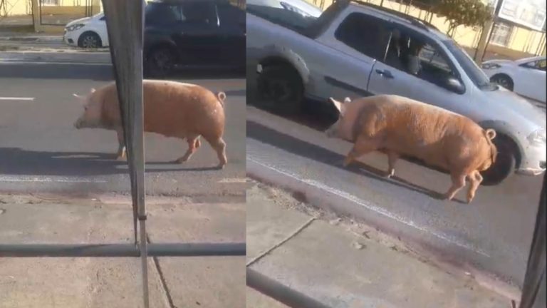 VÍDEOS: Tranquilo, porco ‘passeia’ em avenida de Manaus