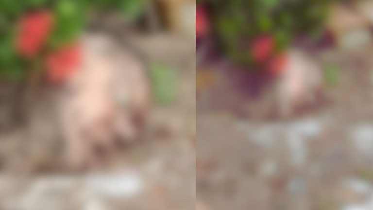 VÍDEO: Cabeça humana é encontrada jogada no meio da rua, em Manaus