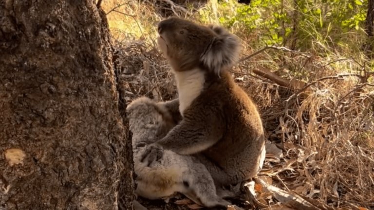 VÍDEO: Veja rara cena de coala macho abraçado a fêmea falecida