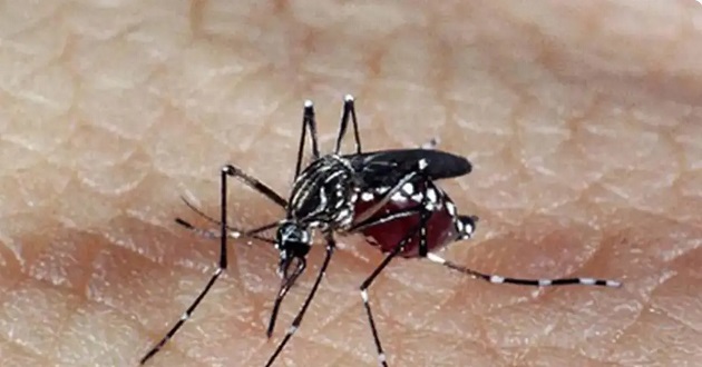 Argentina enfrenta explosão de casos de dengue