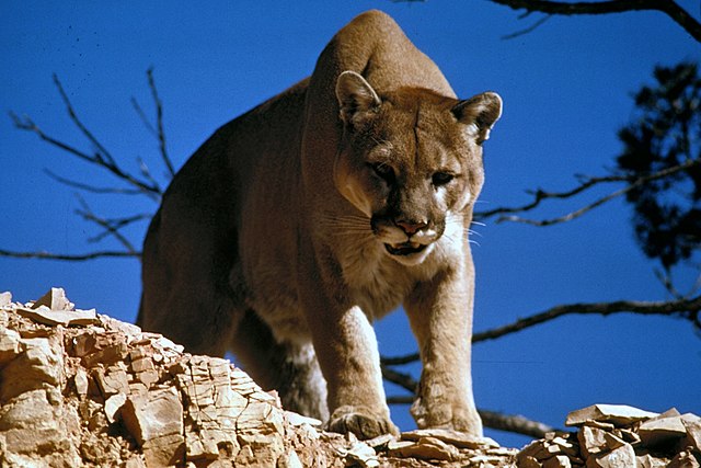 Puma ataca grupo de ciclistas e mulher é hospitalizada nos EUA