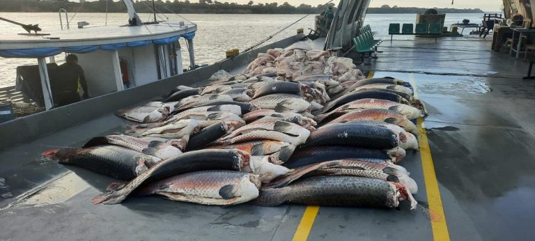 Operação apreende mais de 9 toneladas de pirarucu no Amazonas