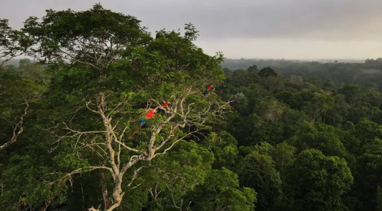 Japão promete primeira doação para Fundo Amazônia