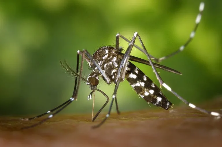 Itália já registrou 48 casos importados de dengue em 2024