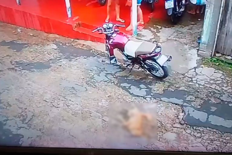 Cachorro é morto em Tefé e policial é suspeito do crime