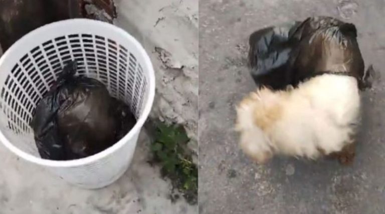 VÍDEO: Cães embalados em sacolas plásticas são abandonados em lixeira de Manaus