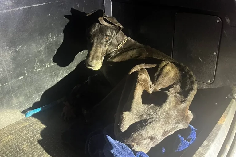 Em GO, cadela é resgatada em plantação de maconha