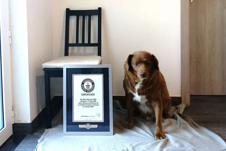 Guinness Book: Bobi perde título de cão mais velho do mundo; entenda