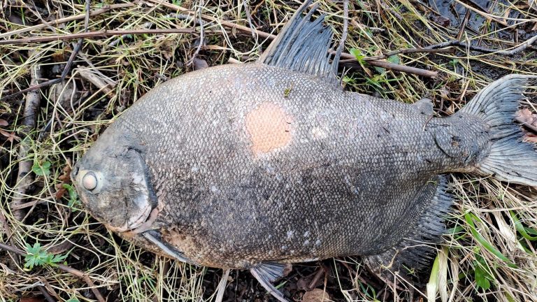 Pacu é encontrdo na Irlanda