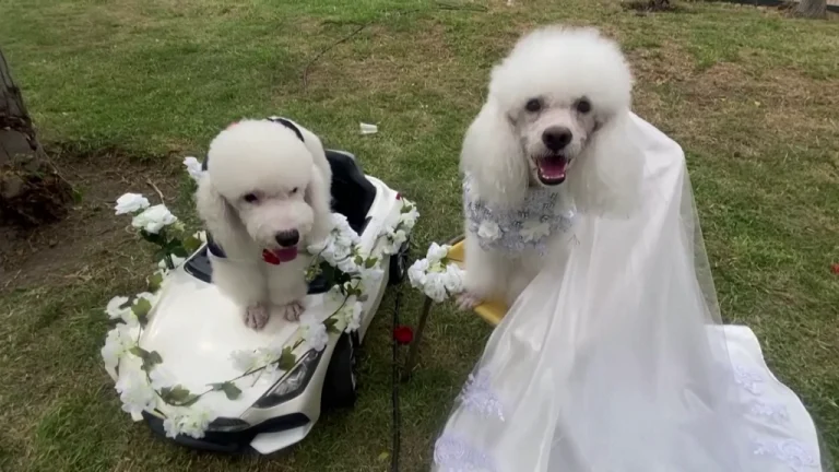 Vestidos a caráter, cães ‘se casam’ em cerimônia no Peru