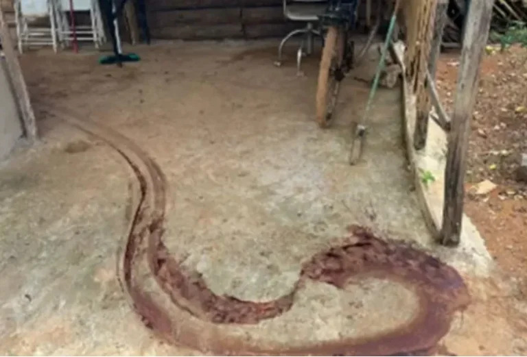 Homem é preso por roubar porcos e fazer bacon em abatedouro ilegal, em GO