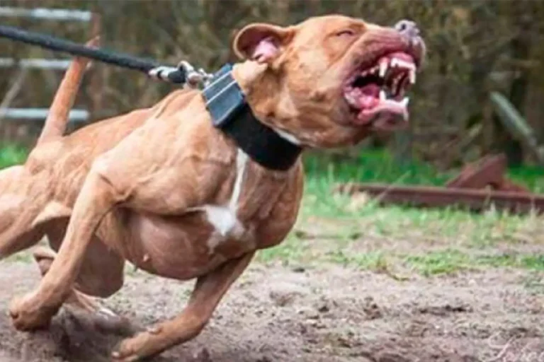 Criança de 4 anos é mordida por Pitbull após mãe deixá-lo sozinho em casa, em Manaus