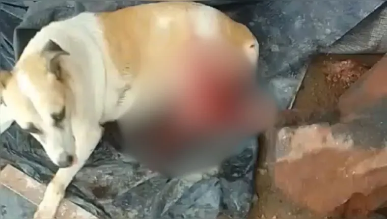 Cadela é esfaqueada ao tentar roubar churrasco, no Pará
