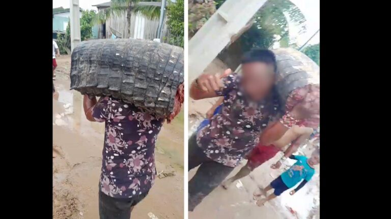 VÍDEO: Jacaré-açu é morto após tentativa de ataque a embarcações, no Acre