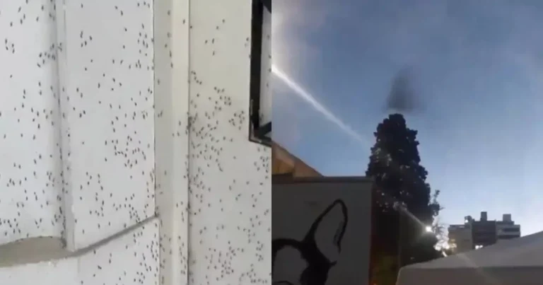 VÍDEOS: Infestação massiva provoca nuvens de mosquitos no céu de Buenos Aires