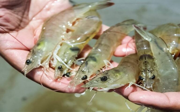 Peixes e crustáceos estão “cheios de cocaína” após vazamentos de esgoto no Reino Unido