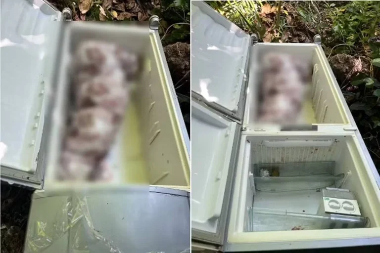 Mulher é encontrada morta em geladeira e teria sido assassinada por genro e filha, em Alagoas Mulher é encontrada morta em geladeira e teria sido assassinada por genro e filha, em Alagoas