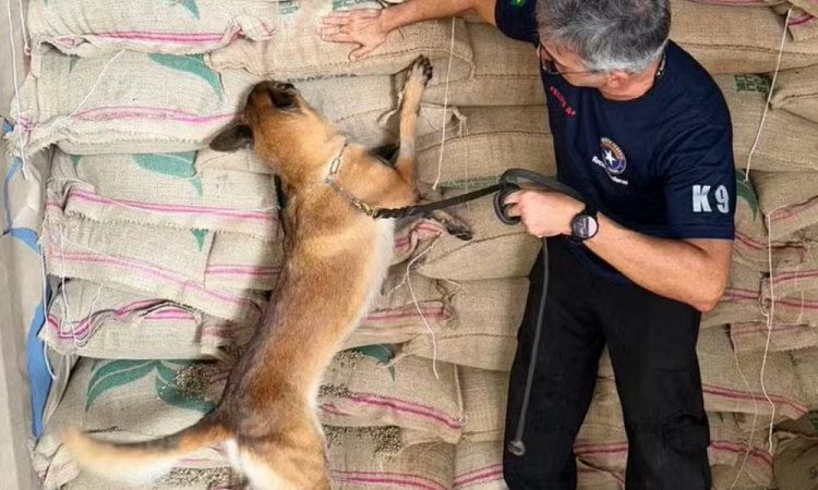 Receita Federal apreende 1,3 tonelada de cocaína escondida em carga de café no Porto do RJ
