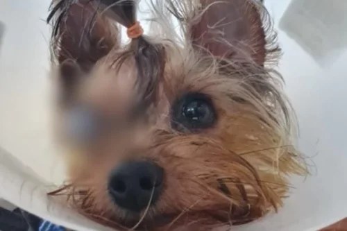 Cachorro fica cego após banho em pet shop de Cuiabá
