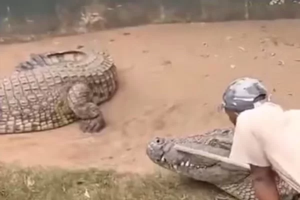 VÍDEO: Crocodilo quase arranca órgãos genitais de cuidador durante apresentação